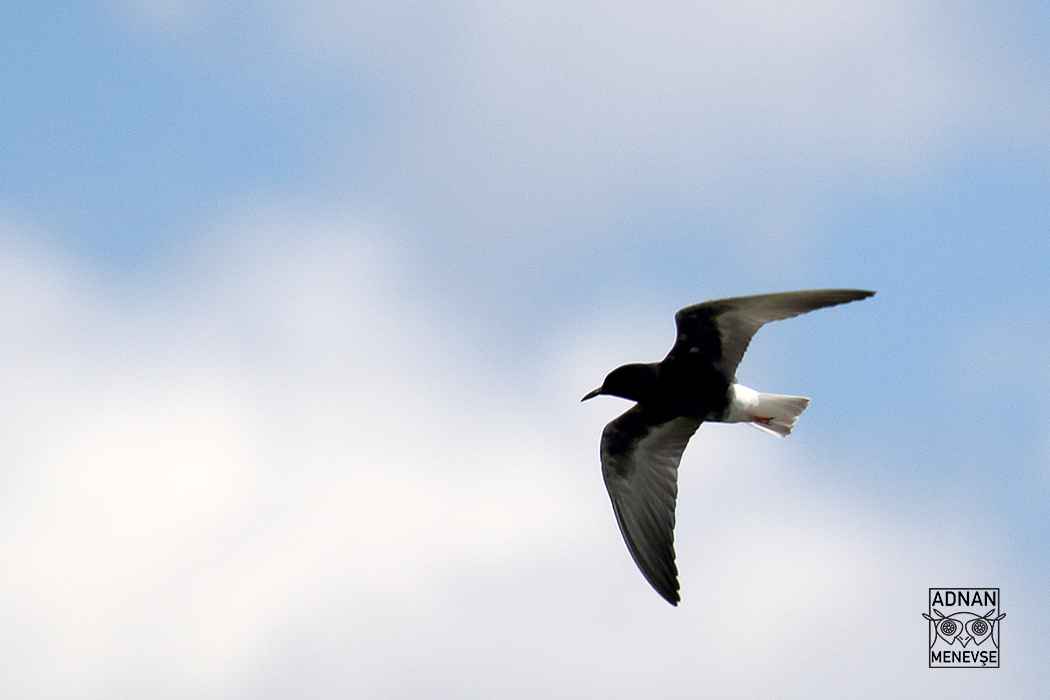 Black Tern
